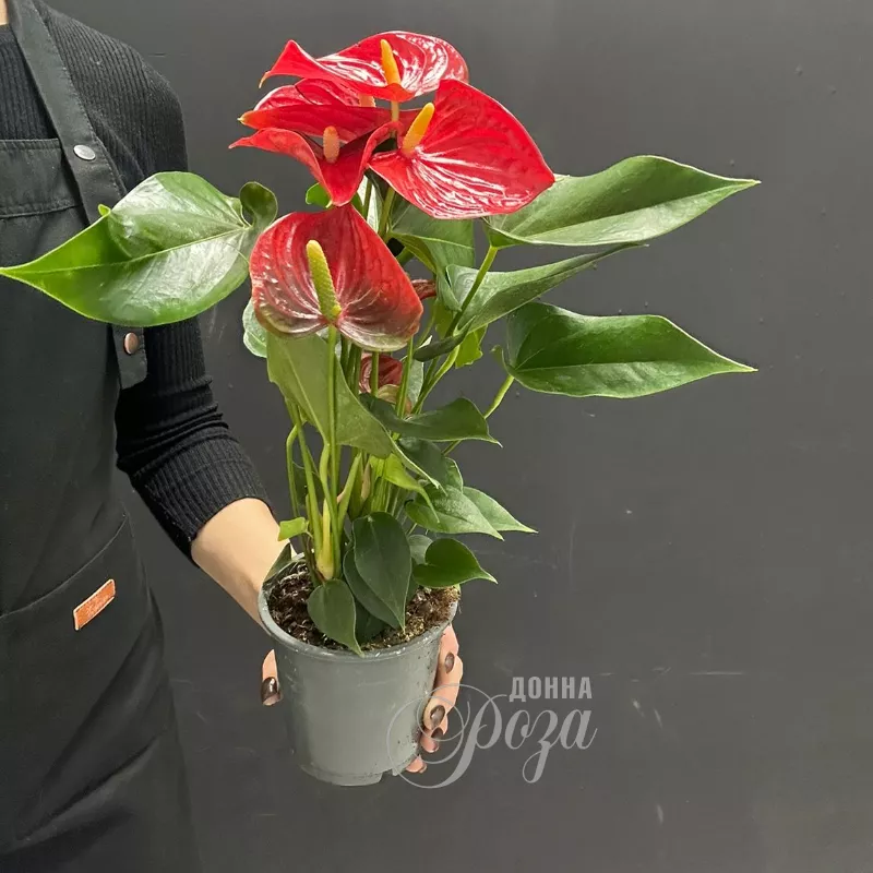 Комнатное растение Антуриум 1