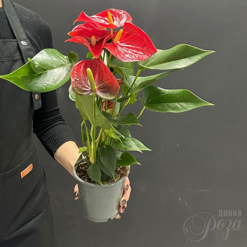 Комнатное растение Антуриум 1