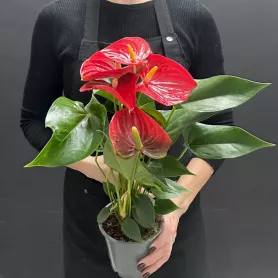 Комнатное растение Антуриум от интернет-магазина «Донна Роза» в Кемерове