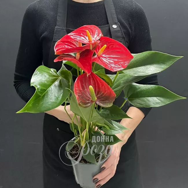 Комнатное растение Антуриум