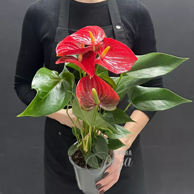 Комнатное растение Антуриум