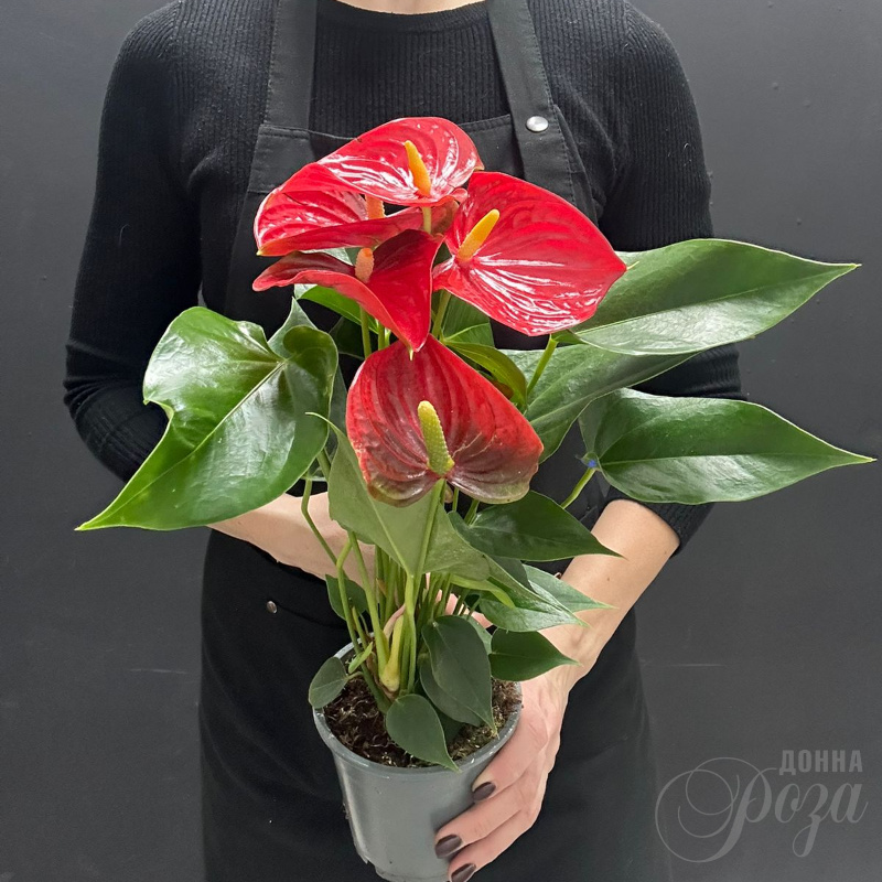 Комнатное растение Антуриум