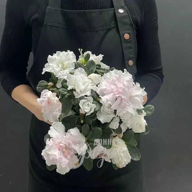 Комнатное растение Азалия 