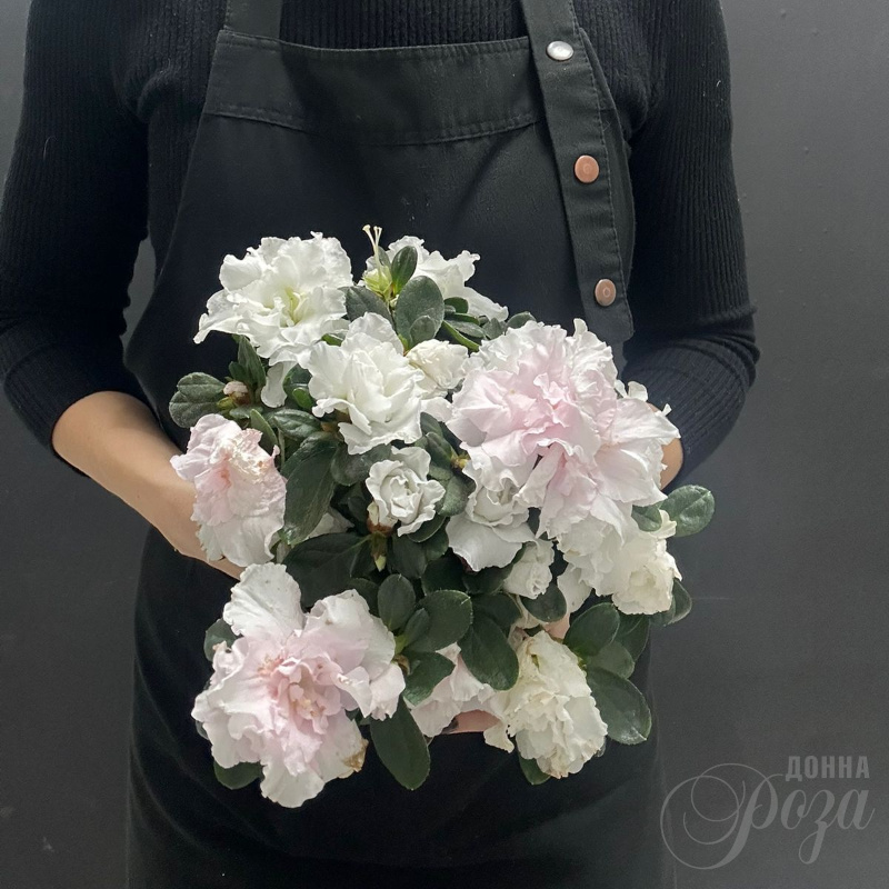 Комнатное растение Азалия 