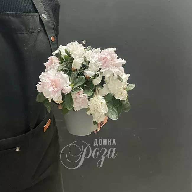 Комнатное растение Азалия  1