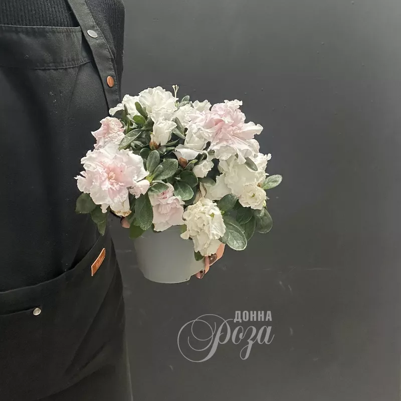 Комнатное растение Азалия  1