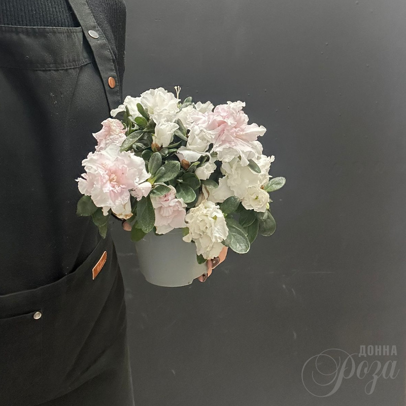 Комнатное растение Азалия  1