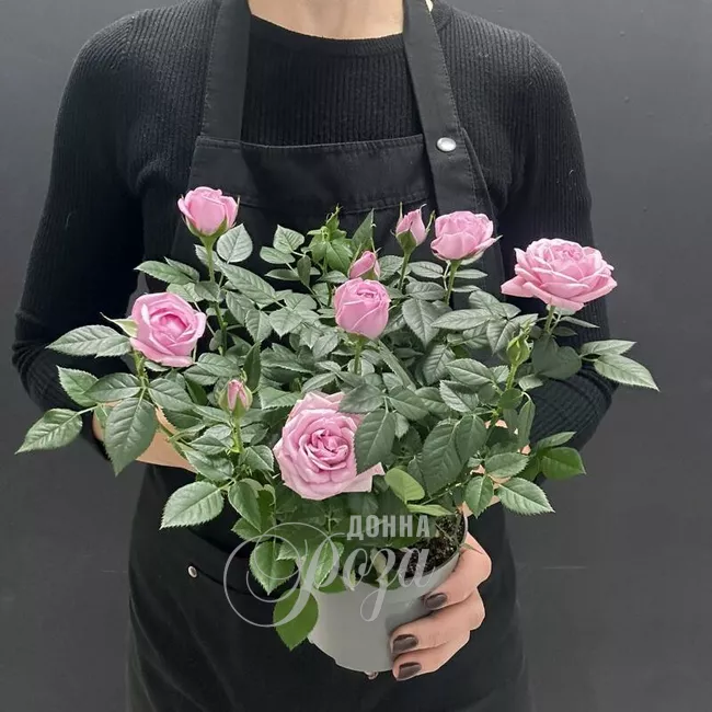 Комнатное растение Роза