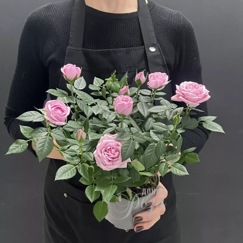 Комнатное растение Роза