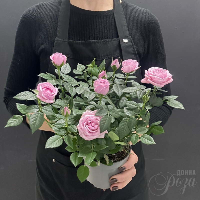 Комнатное растение Роза