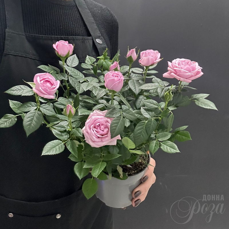 Комнатное растение Роза 1