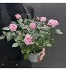 Комнатное растение Роза 1