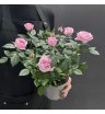 Комнатное растение Роза 1