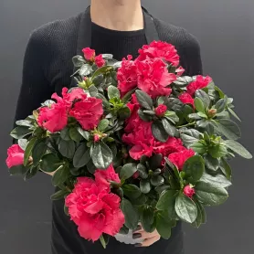 Комнатное растение Азалия микс от интернет-магазина «Донна Роза» в Кемерове