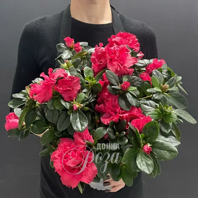 Комнатное растение Азалия микс