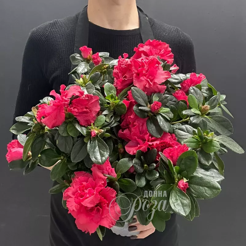 Комнатное растение Азалия микс