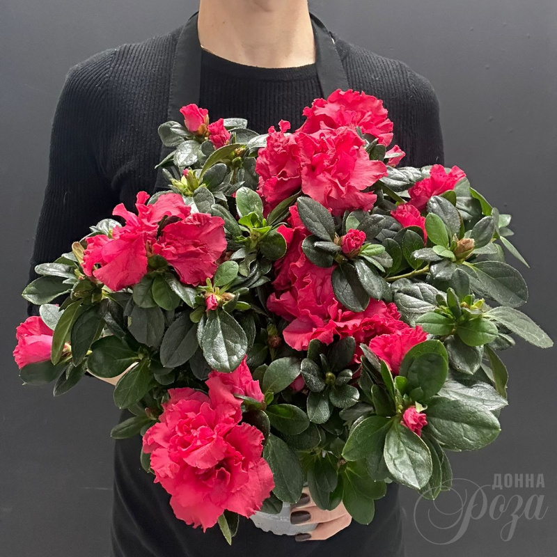 Комнатное растение Азалия микс