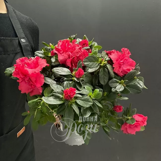 Комнатное растение Азалия микс 1