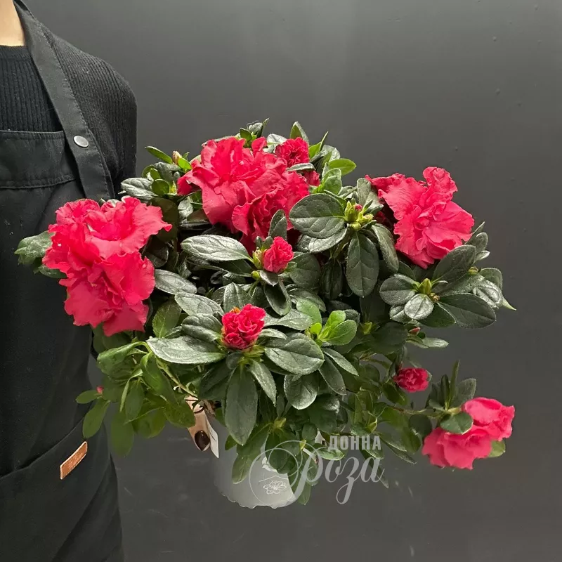 Комнатное растение Азалия микс 1