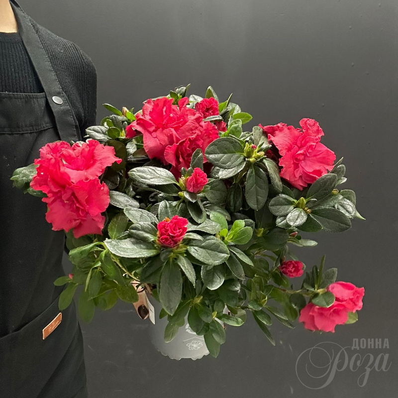 Комнатное растение Азалия микс 1