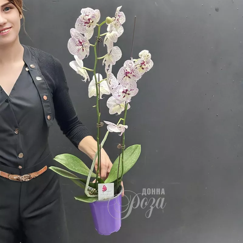 Комнатное растение Орхидея микс 1
