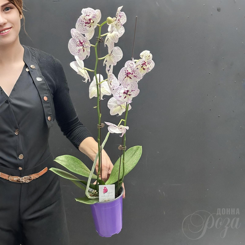 Комнатное растение Орхидея микс 1