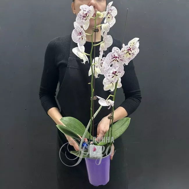 Комнатное растение Орхидея микс 2