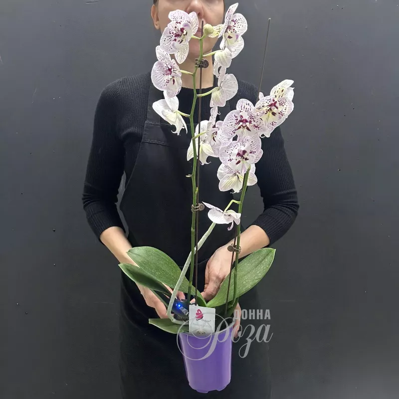 Комнатное растение Орхидея микс 2