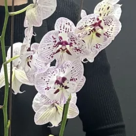 Комнатное растение Орхидея микс от интернет-магазина «Донна Роза» в Кемерове