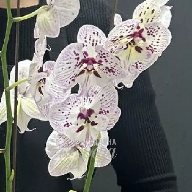 Комнатное растение Орхидея микс