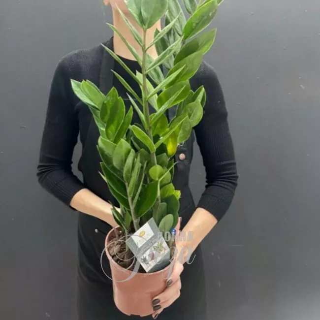 Комнатное растение &laquo;Долларовое дерево&raquo; 1