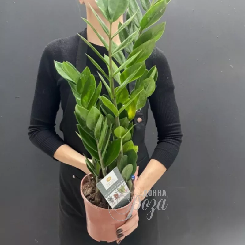 Комнатное растение &laquo;Долларовое дерево&raquo; 1