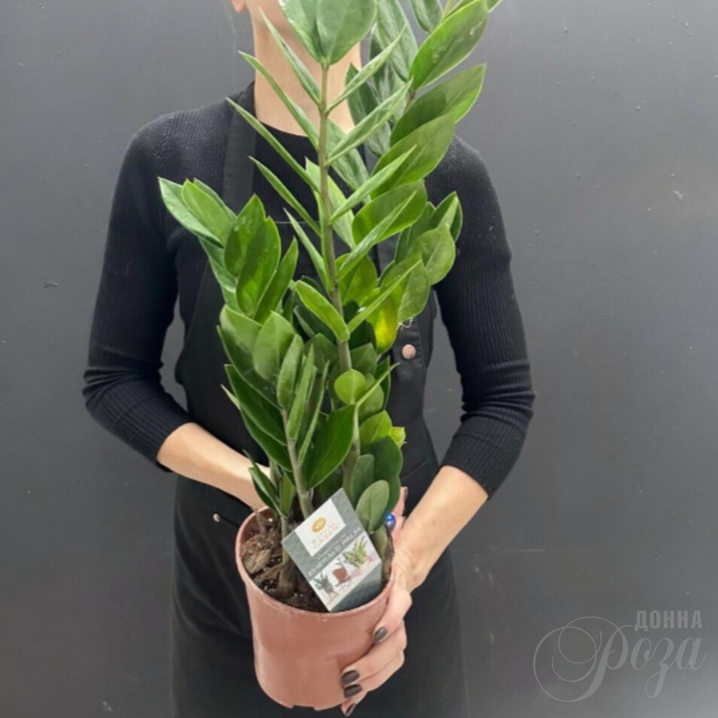 Комнатное растение «Долларовое дерево» 1