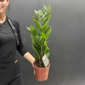 Комнатное растение &laquo;Долларовое дерево&raquo; от интернет-магазина «Донна Роза» в Кемерове