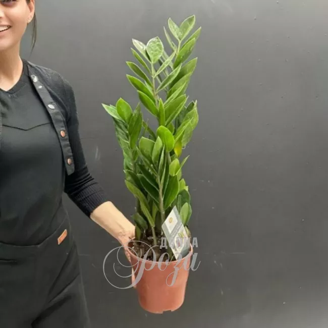 Комнатное растение &laquo;Долларовое дерево&raquo;