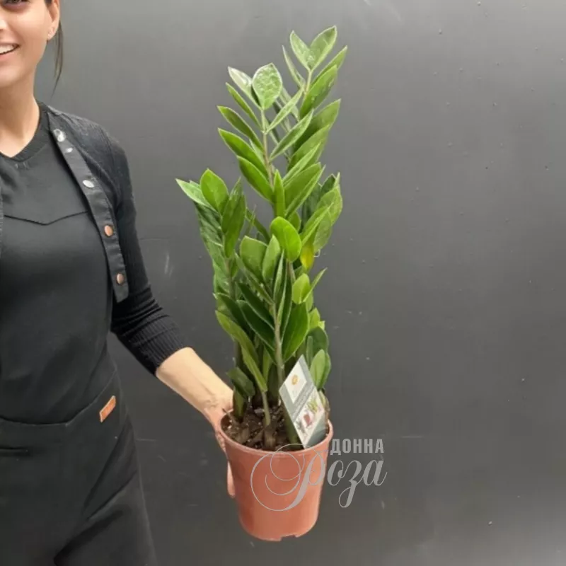 Комнатное растение &laquo;Долларовое дерево&raquo;