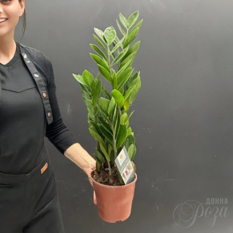 Комнатное растение «Долларовое дерево»