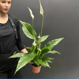 Комнатное растение &laquo;Женское счастье &raquo; Спацифилум  от интернет-магазина «Донна Роза» в Кемерове