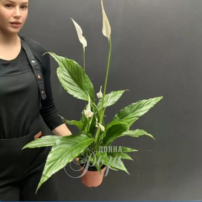 Комнатное растение &laquo;Женское счастье &raquo; Спацифилум 