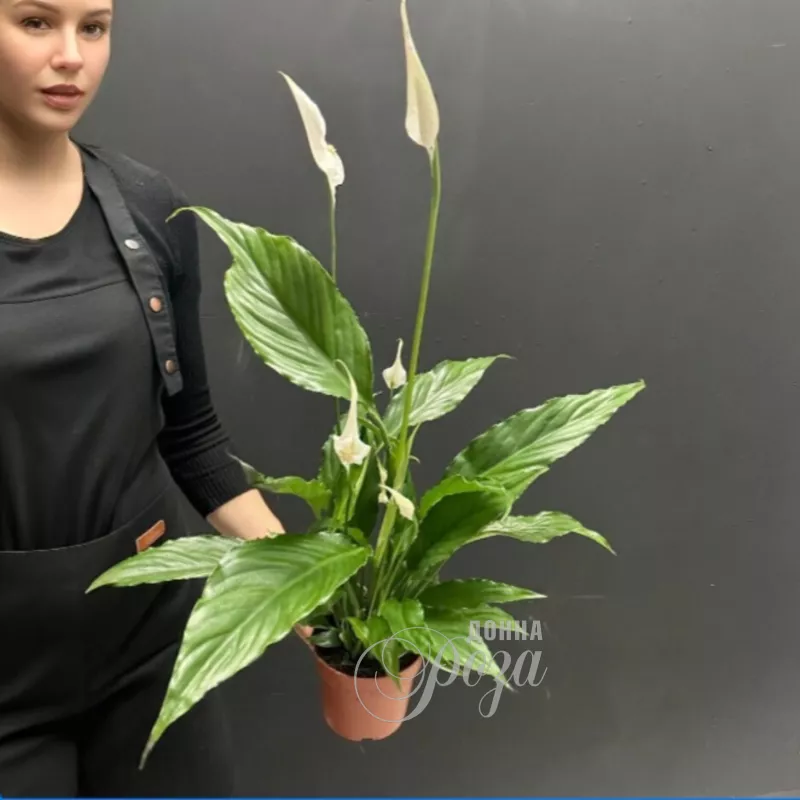 Комнатное растение &laquo;Женское счастье &raquo; Спацифилум 