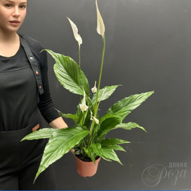 Комнатное растение «Женское счастье » Спацифилум 