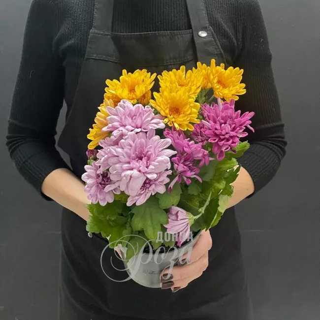 Комнатное растение Хризантемы микс