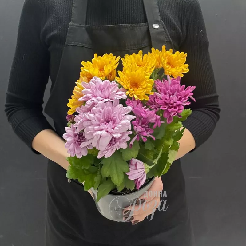 Комнатное растение Хризантемы микс