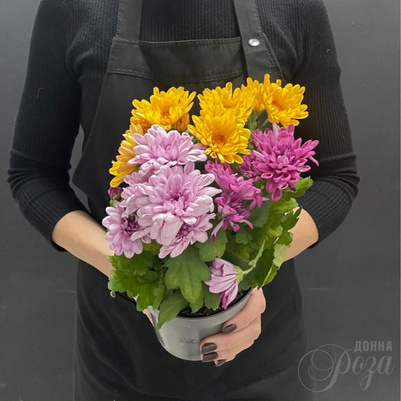 Комнатное растение Хризантемы микс