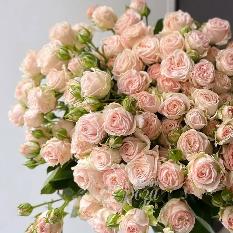 Кустовые розы 4