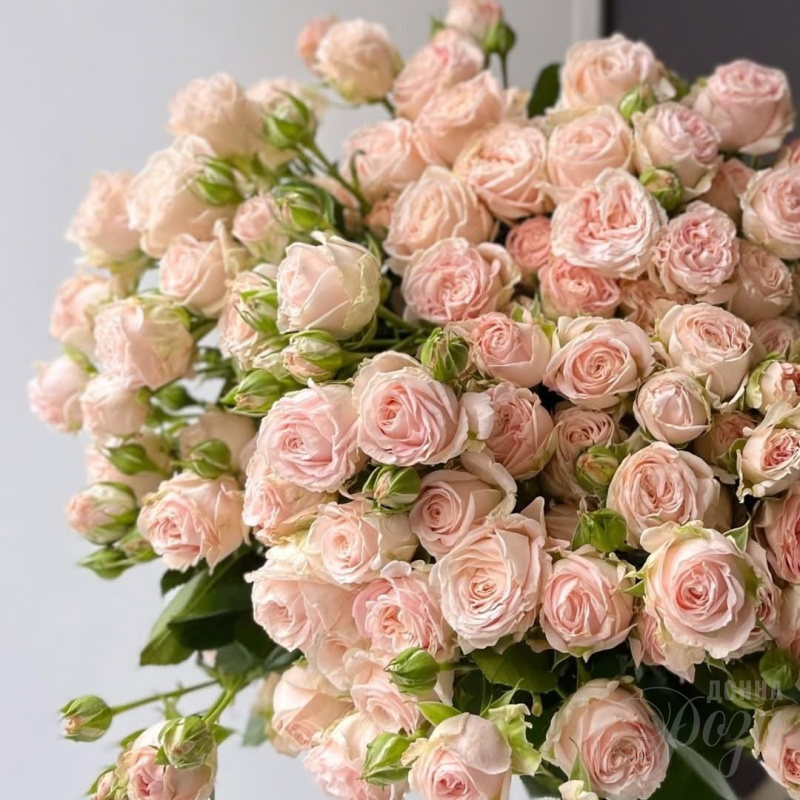 Кустовые розы 4