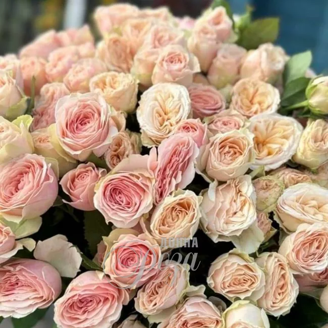 Кустовые розы 1