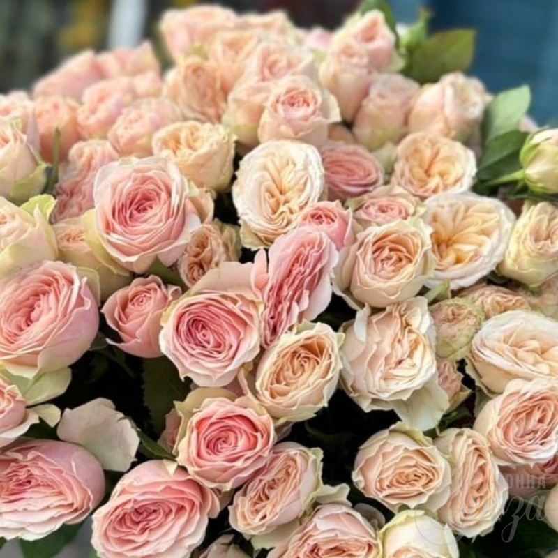 Кустовые розы 1