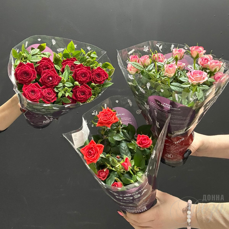 Крассула &laquo;Денежное дерево&raquo; 2