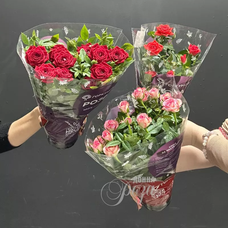 Крассула &laquo;Денежное дерево&raquo; 7